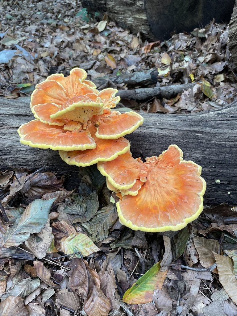 chicken of the woods · September 2026 · photo: Photo: no rights reserved · iNaturalist