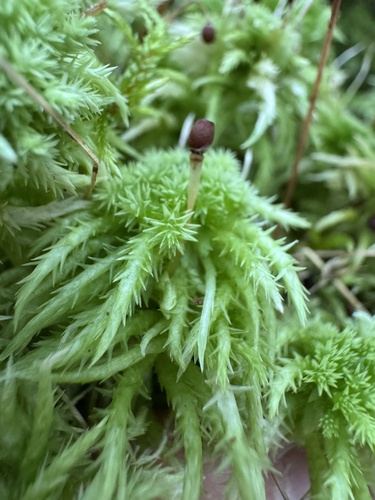 Crome Sphagnum