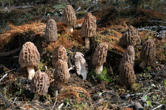 Morchella brunnea