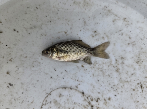Goldfish