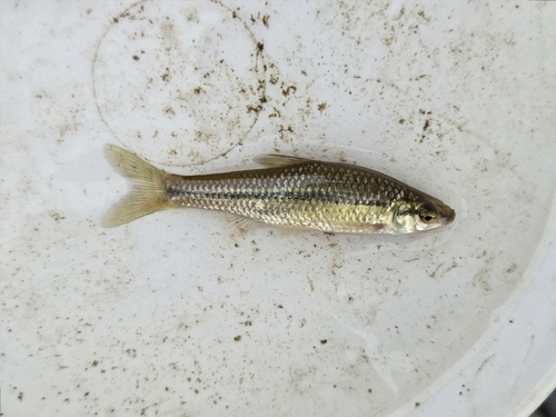 Topmouth Gudgeon
