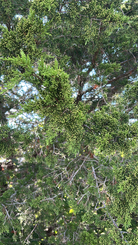 eastern redcedar
