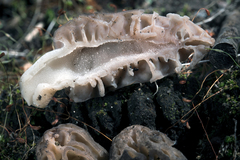 Morchella brunnea