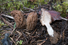 Morchella brunnea