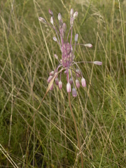 Allium praescissum