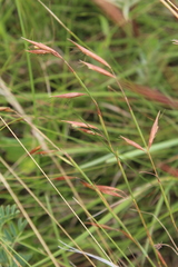 Monocymbium ceresiiforme