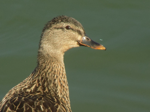 Mallard