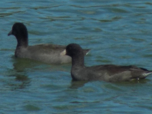 American Coot