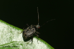 Charagochilus longicornis