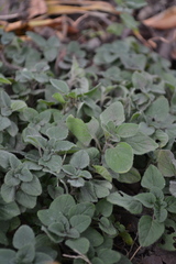 Origanum majorana