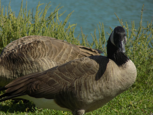 Canada Goose