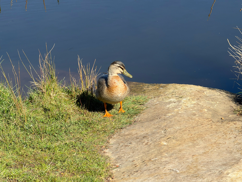 Pacific Black Duck × Mallard