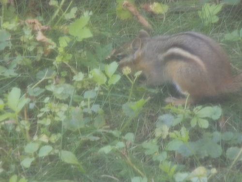 Eastern Chipmunk
