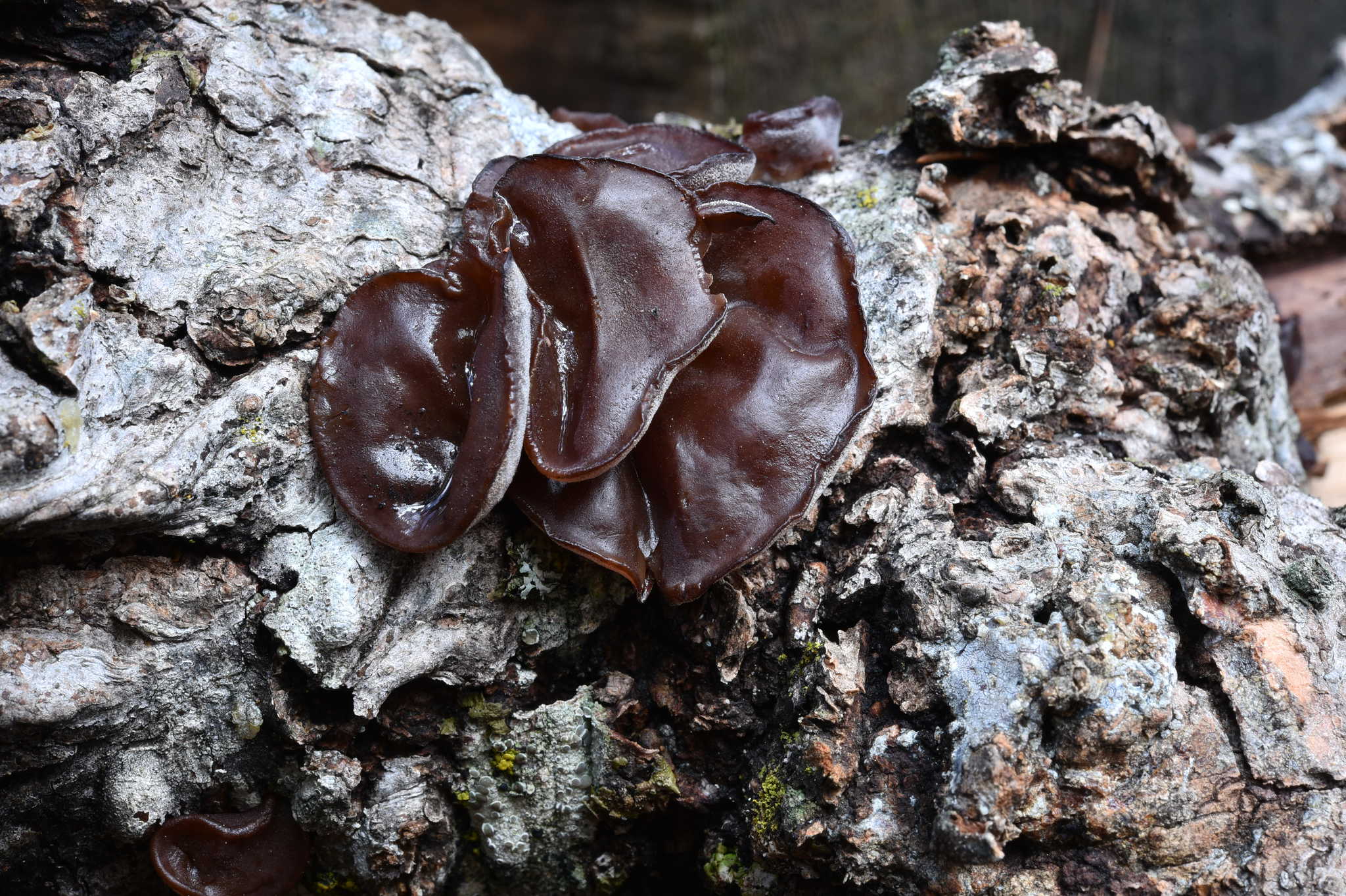 Auricularia americana image