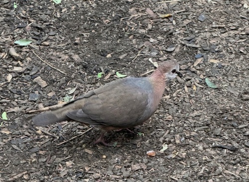iNaturalist image