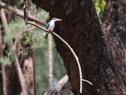 Collared Kingfisher