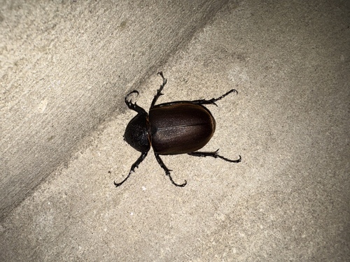Moellenkampi Beetle