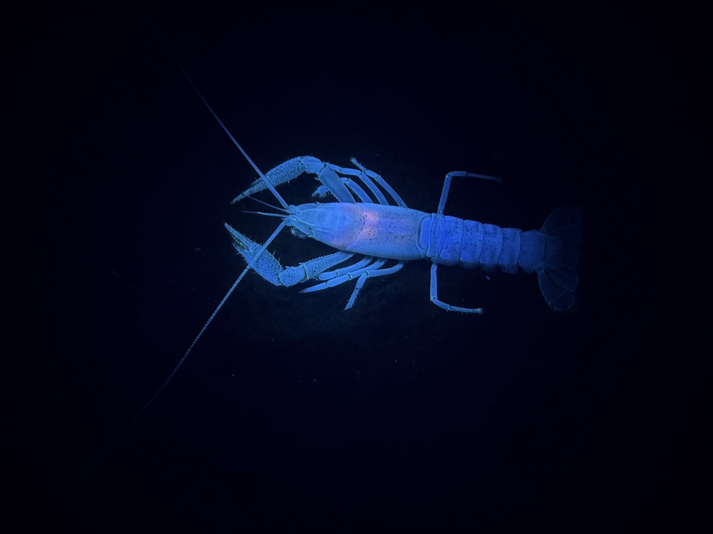 Cave Crayfish