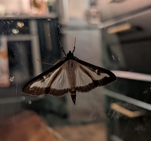 Box Tree Moth