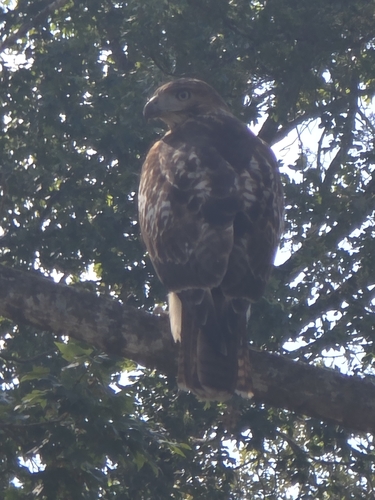 Red-tailed Hawk