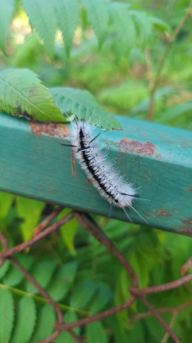 Hickory Tussock Moth