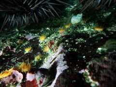 Caryophyllia alaskensis