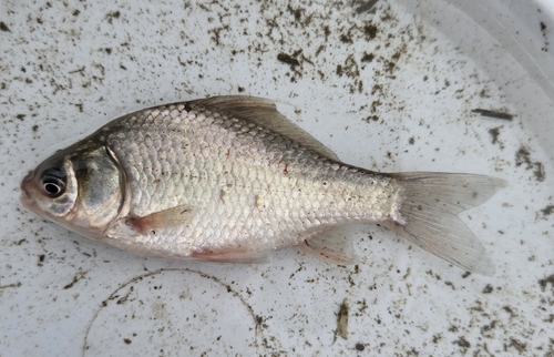 Japanese White Crucian Carp