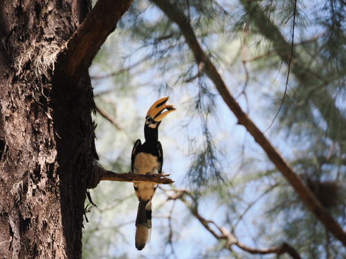 Oriental Pied Hornbill