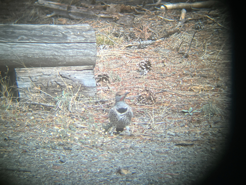Northern Flicker