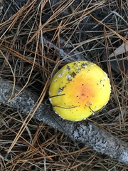 Amanita muscaria formosa