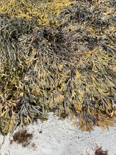Saw Wrack