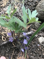 Hydrophyllum alpestre