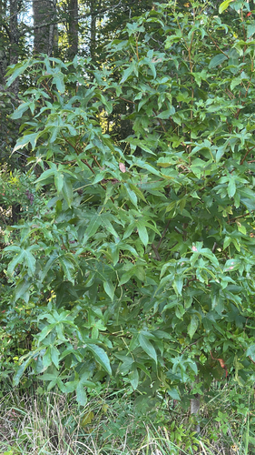 American sweetgum