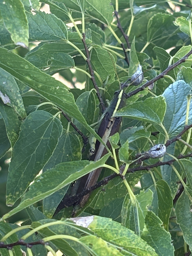 Obscure Bird Grasshopper