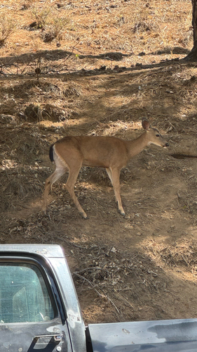 Columbian Black-tailed Deer