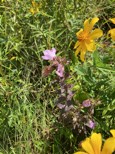 Agalinis auriculata, photograph 2
