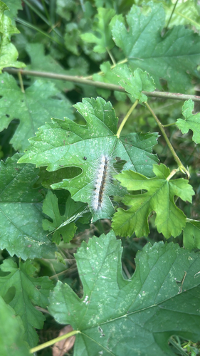 Fall Webworm Moth