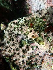 Dodecaceria fewkesi