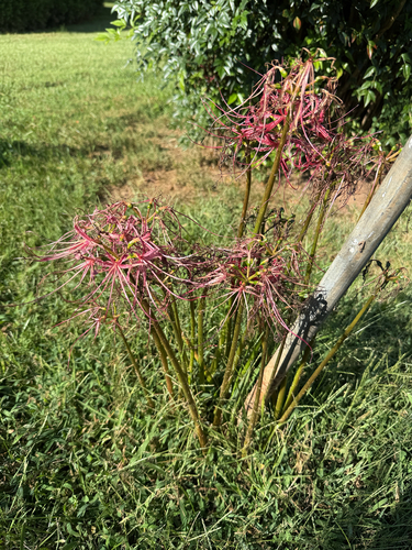 red spider lily