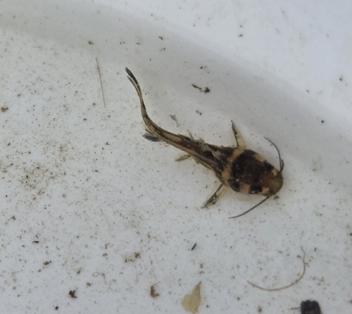Korean Bullhead