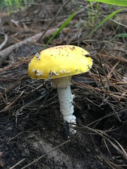 Amanita muscaria formosa