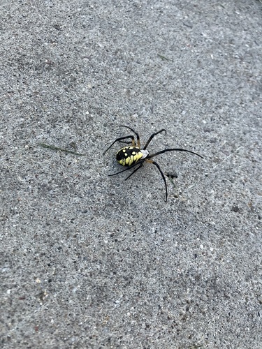 Yellow Garden Spider