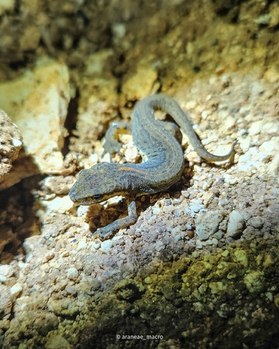 Kosswig's newt