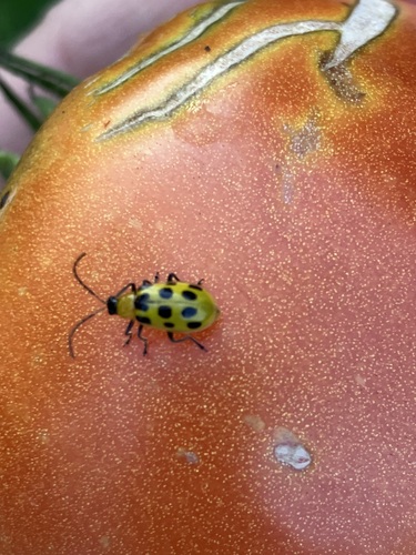 Spotted Cucumber Beetle