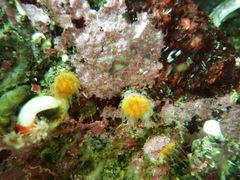 Caryophyllia alaskensis