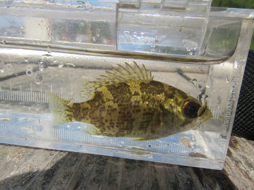Rock Bass