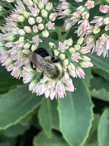 Common Eastern Bumble Bee