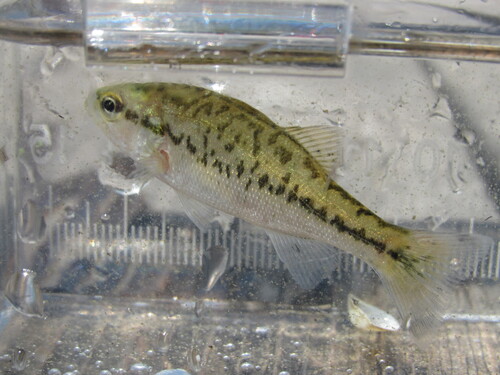 Largemouth Bass
