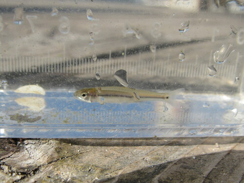 Bluntnose Minnow