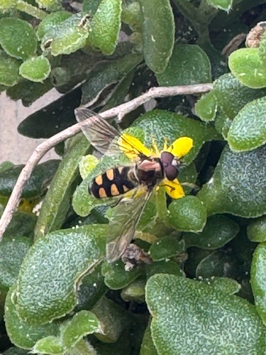 Common Halfband